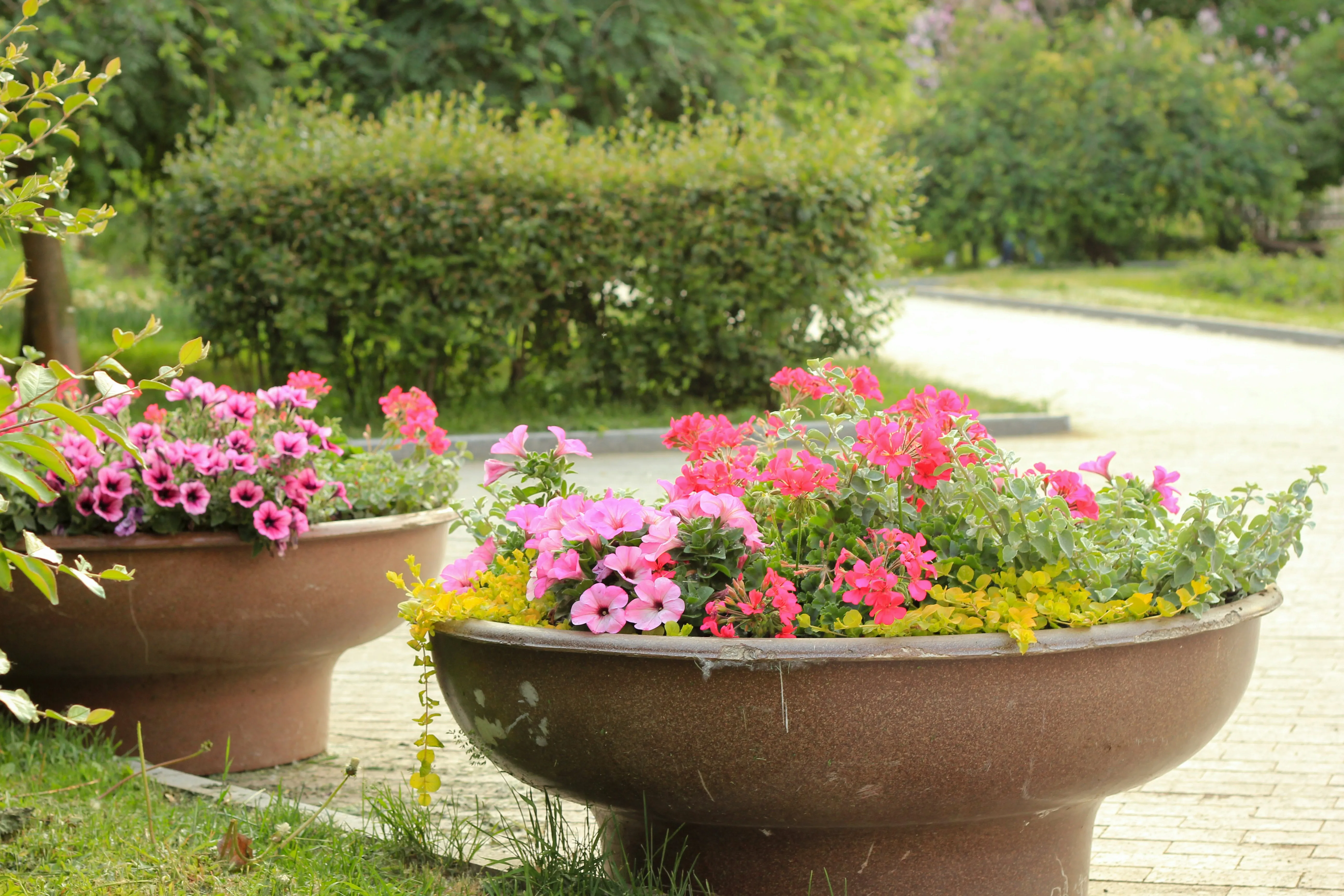 Garden Beds & Planting